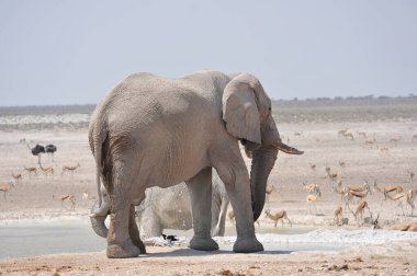 Etoşa Ulusal Parkı, Namibya 'da güzel bir fil görüntüsü.
