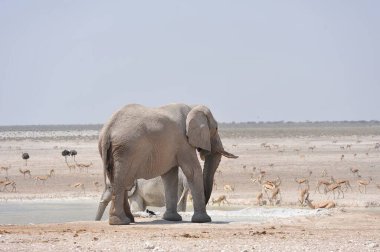 Etoşa Ulusal Parkı 'ndaki filler, Namibya