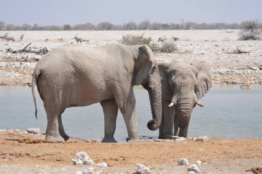 Etoşa 'da fil içme suyu, namibya