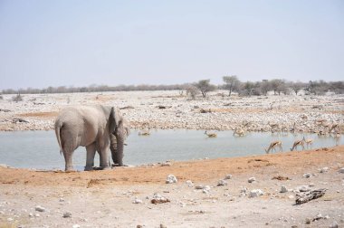 Namibya 'daki Etoşa Ulusal Parkı' ndaki filler