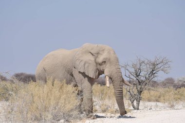 Afrika vahşi fili (xodonta africana) Namibya 'daki Etoşa Ulusal Parkı' nda yürüyor. Afrika