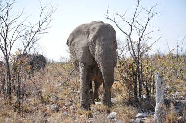 Ulusal parktaki büyük fil.