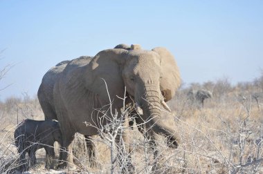 Botswana ulusal parkında büyük bir fil.