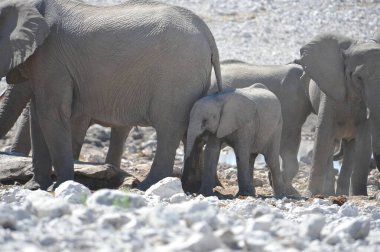 Afrika savanasındaki filler