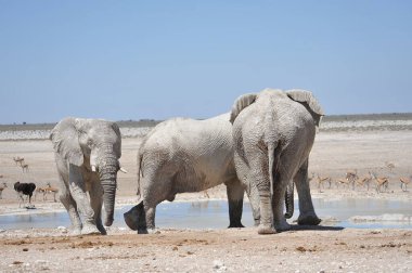 etkin ulusal Park'ta fil