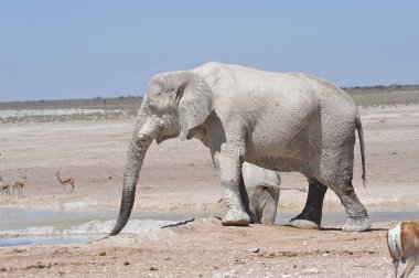 Afrika vahşi fili (loxodonta africana) Etoşa Ulusal Parkı, Namibya 'daki su birikintisinde içme suyu.