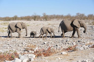 Etoşa Ulusal Parkı 'ndaki delikte filler