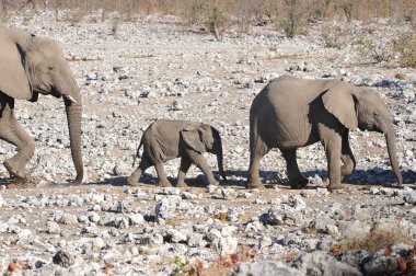 Etoşa namibya 'daki fil