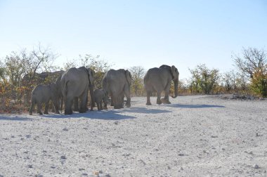 Afrika savanındaki büyük bir fil grubu.