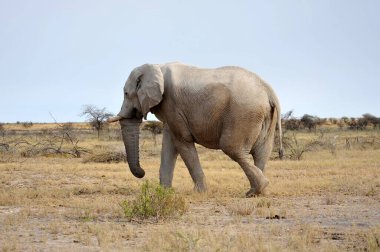 Afrika savanasındaki büyük filler