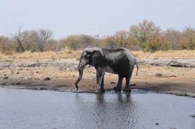 Ziyarette200 Afrika fili