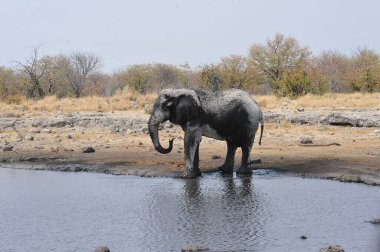 ziyarette200 Afrika fili