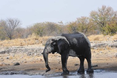 Etosha'da Afrika fili