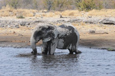 Botswana Ulusal Parkı 'ndaki Afrika fili