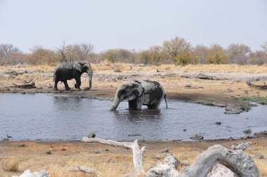 Zimbabwe bozkırındaki fil.