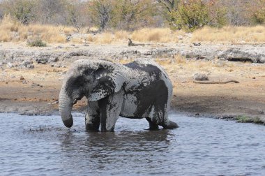 Afrika fili su birikintisinde