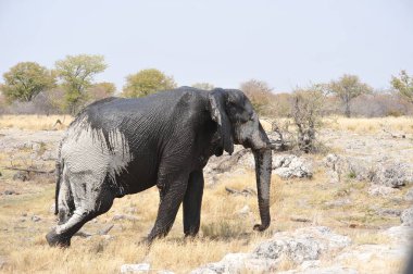 Namibya 'da Etoşa fili