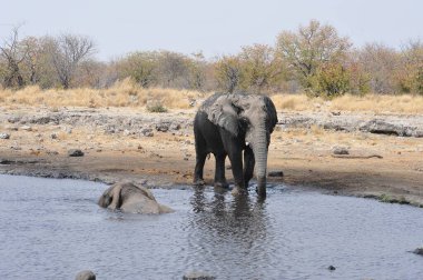 Afrika fili Güney Afrika 'daki Kruger Ulusal Parkı' nda.