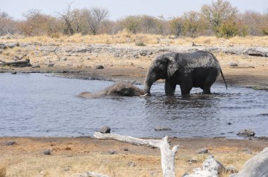 Afrika bozkırlarındaki filler