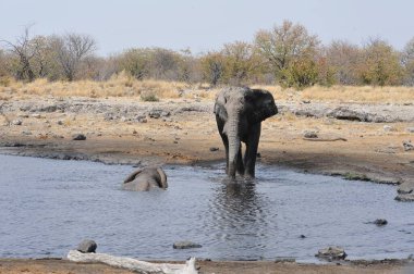 Afrika savanasındaki filler