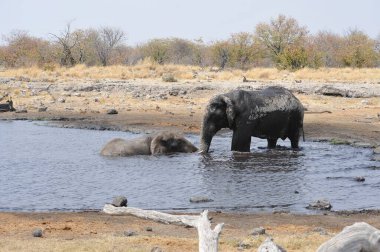 Afrika fili su birikintisindeki su birikintisinde