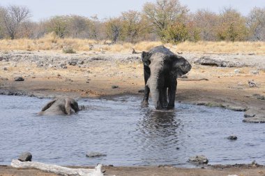 Afrika yaban hayatı, fil fili