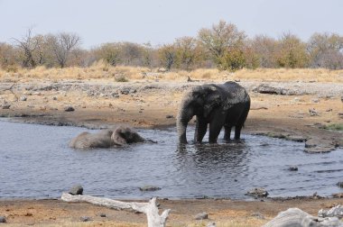 Afrika fili Kruger Ulusal Parkı, Güney Afrika