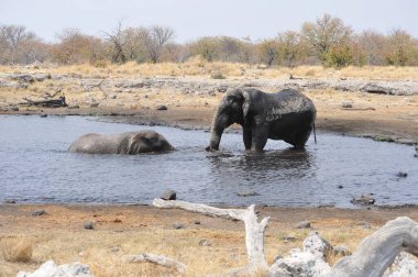 Etoşa 'daki Afrika filleri