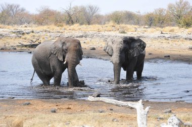 Sudaki Afrika fili, etosha