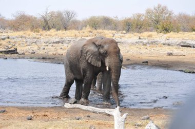 Afrika savanasındaki filler