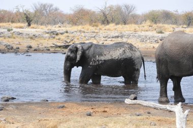 Afrika fili, Loxodonafricana, su birikintisinde içme suyu, Kruger Ulusal Parkı, Güney Afrika