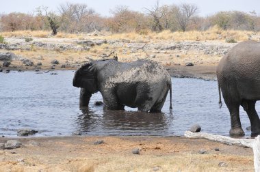 Kenya savanındaki filler