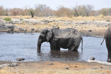 Su birikintisindeki fil.