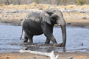 ziyarette200 Afrika fili