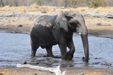 Kenya Ulusal Parkı 'ndaki Afrika fili