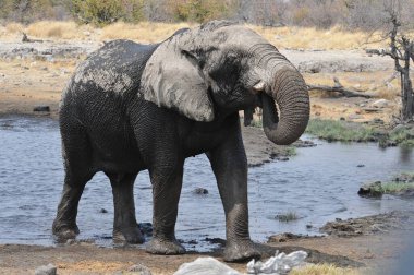 Kenya 'daki ulusal parkta fil