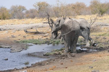 Afrika 'nın Kenya ovasında bir fil sürüsü.