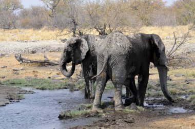 Etoşa namibya 'daki su birikintisindeki fil.