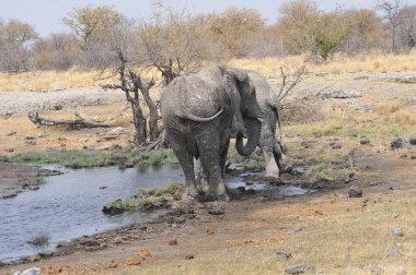 Fil in the Kruger Park, Güney Afrika