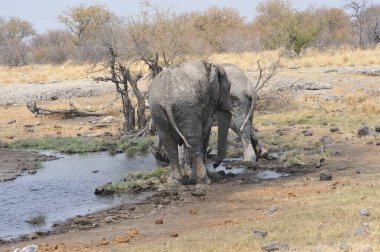 Kenya savanındaki fil