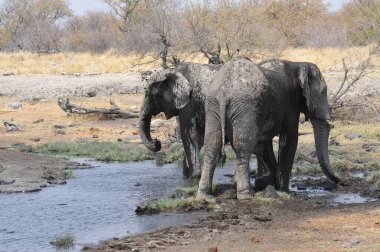 Savanadaki fil, Güney Afrika