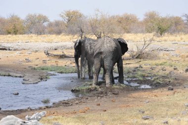 Afrika 'daki su birikintisinde filler