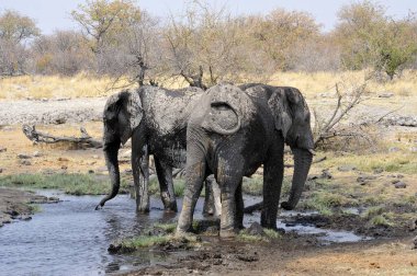 Kruger Ulusal Parkı 'ndaki fil, Güney Afrika