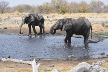 Su birikintisinde su içen fil.