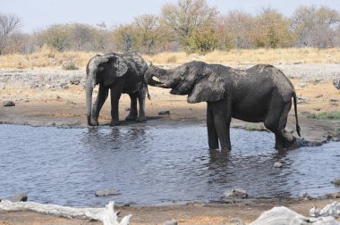 Etoşa Ulusal Parkı, Namibya 'daki su birikintisindeki fil.