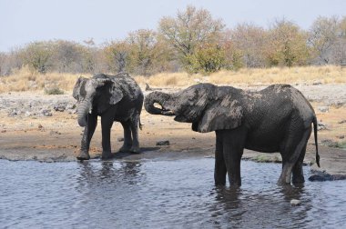 Afrika vahşi fili su içiyor.