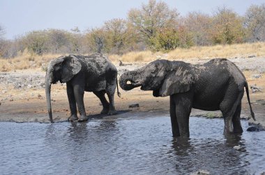 Afrika savanasındaki filler