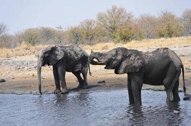 Afrika bozkırındaki filler