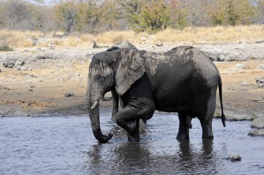 Afrika fili, Loxolodonafricana, suda yürüyor.