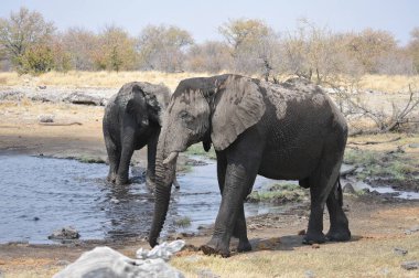Afrika vahşi yaşam filleri Güney Afrika 'daki Kruger Ulusal Parkı' nda